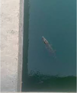 قصة ظهور  تمساح داخل مصرف مائي بقرية بير شمس بالمنوفية